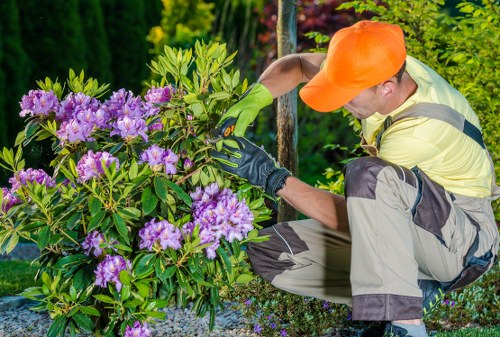 Professional gardener trimming a hedge