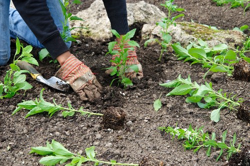 Eco-friendly hedge trimming tools in Leyton
