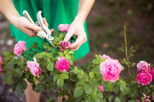 Gardener pruning shrubs in a Leyton backyard