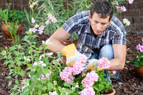 Healthy, pruned plants after garden clearance